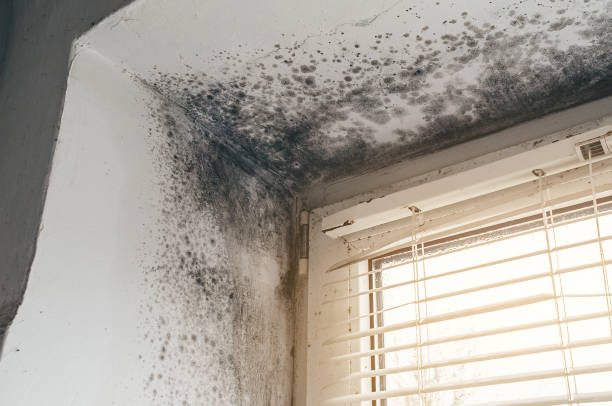 Affordable Commercial Mold Remediation solutions in Berryville, VA